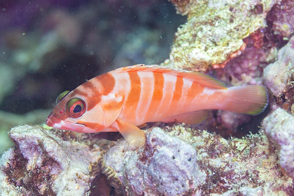 ภาพ ปลาเก๋าแดง (Epinephelus fasciatus)