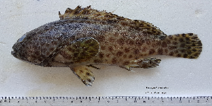 ภาพ ปลากะรังลายขวาง (Epinephelus faveatus)