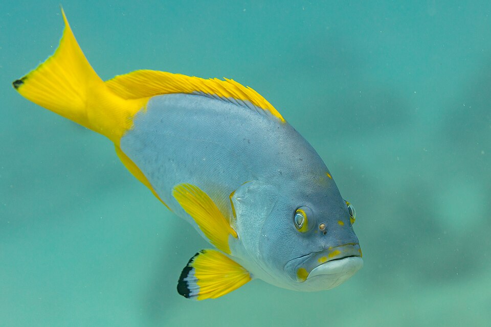ภาพ ปลากะรังน้ำเงินเหลืองแนวปะการัง (Epinephelus flavocaeruleus)