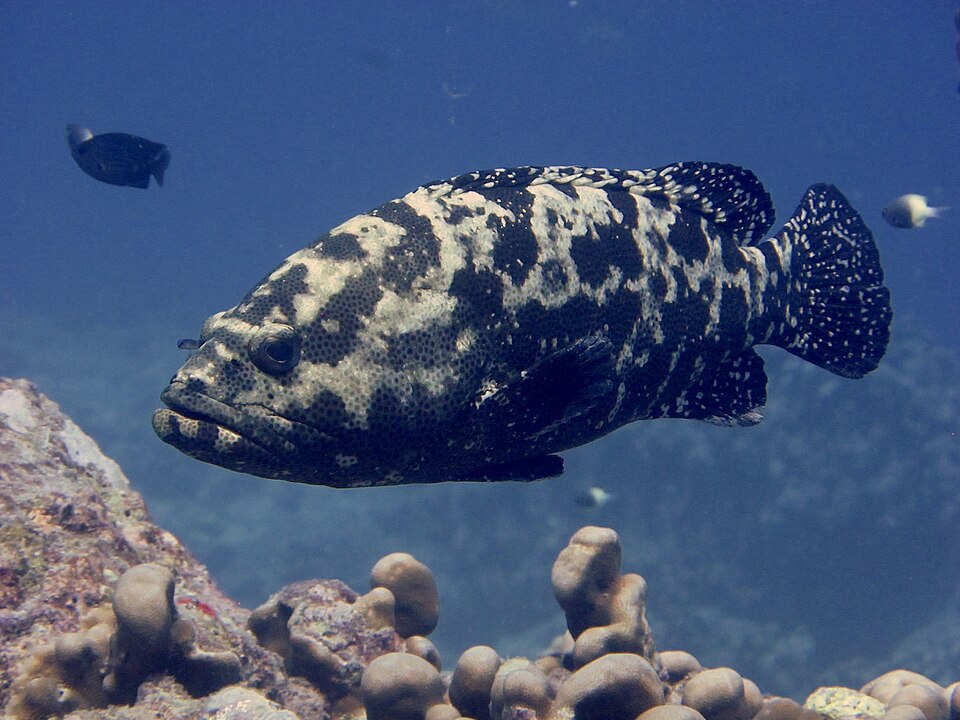 ภาพ ปลาเก๋าเสือ (Epinephelus fuscoguttatus)