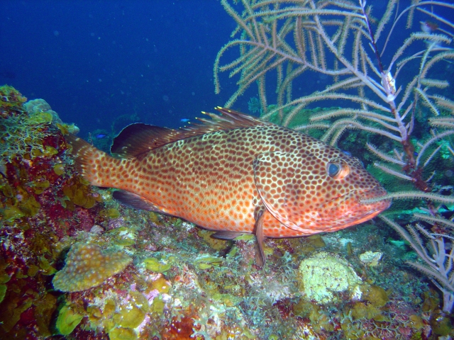 ภาพ ปลากะรัง guttatus (Epinephelus guttatus)
