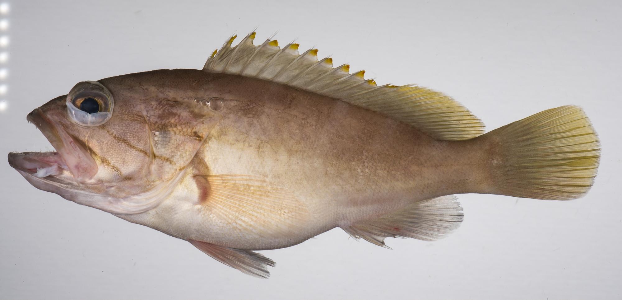 ภาพ ปลากะรังขาว (Epinephelus heniochus)