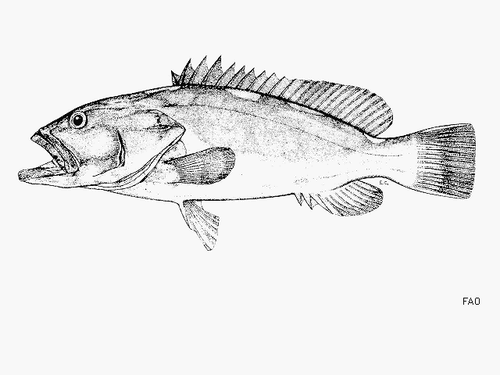 ภาพ ปลากะรัง indistinctus (Epinephelus indistinctus)