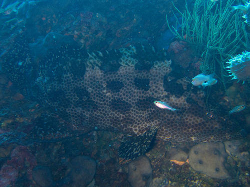 ภาพ ปลากะรัง insularis (Epinephelus insularis)