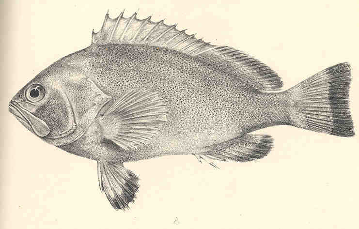 ภาพ ปลากะรัง irroratus (Epinephelus irroratus)