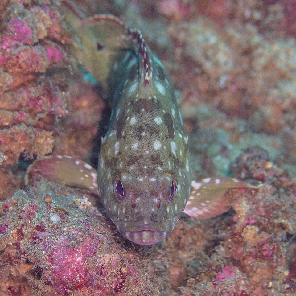 ภาพ ปลากะรัง labriformis (Epinephelus labriformis)