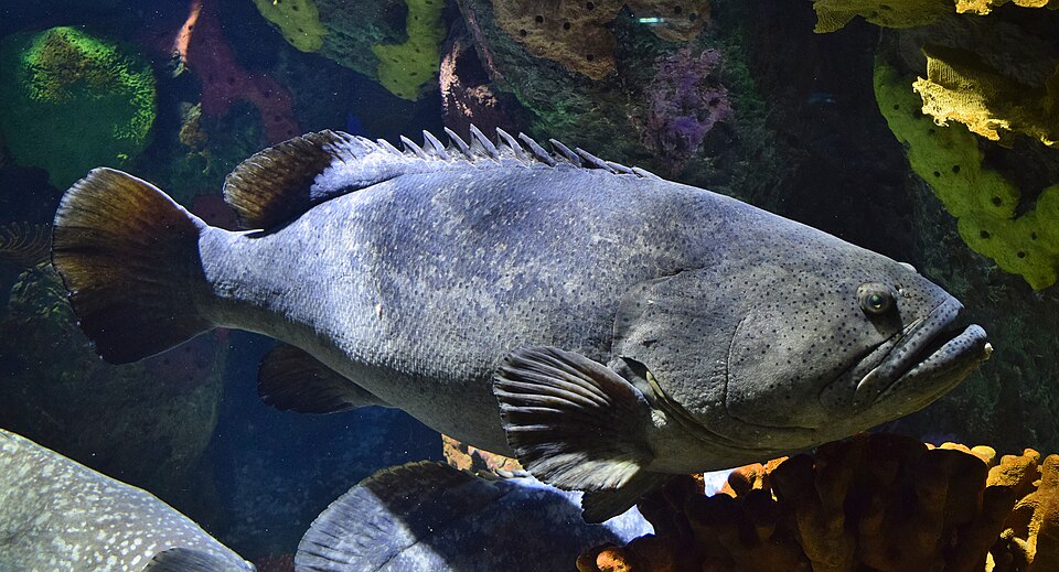 ภาพ ปลาหมอทะเล (ปลาเก๋ายักษ์) (Epinephelus lanceolatus)