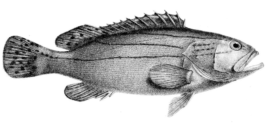 ภาพ ปลากะรังลายสามเส้น (Epinephelus latifasciatus)
