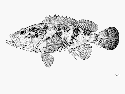 ภาพ ปลากะรัง lebretonianus (Epinephelus lebretonianus)