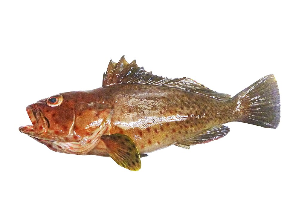 ภาพ ปลากะรังหนาม (Epinephelus longispinis)