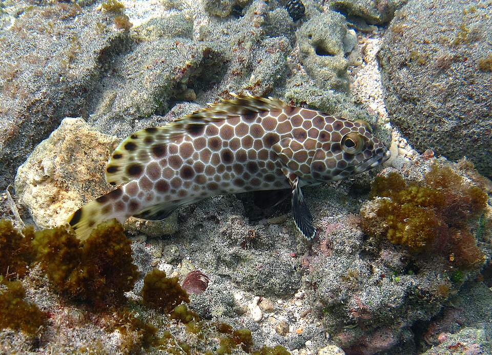 ภาพ ปลากะรัง macrospilos (Epinephelus macrospilos)