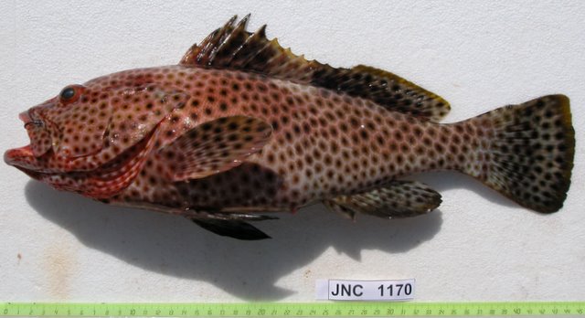 ภาพ ปลากะรังครีบดำ (Epinephelus maculatus)