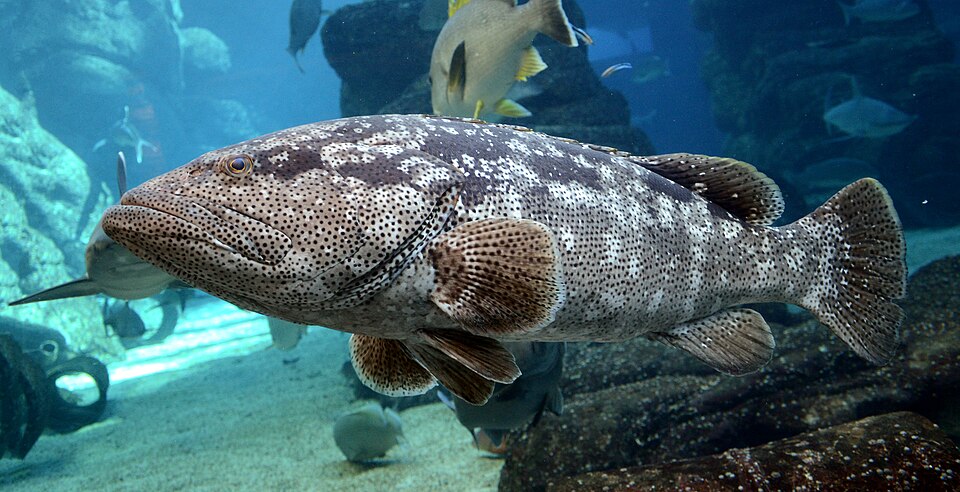 ภาพ ปลากะรังน้ำกร่อย (Epinephelus malabaricus)