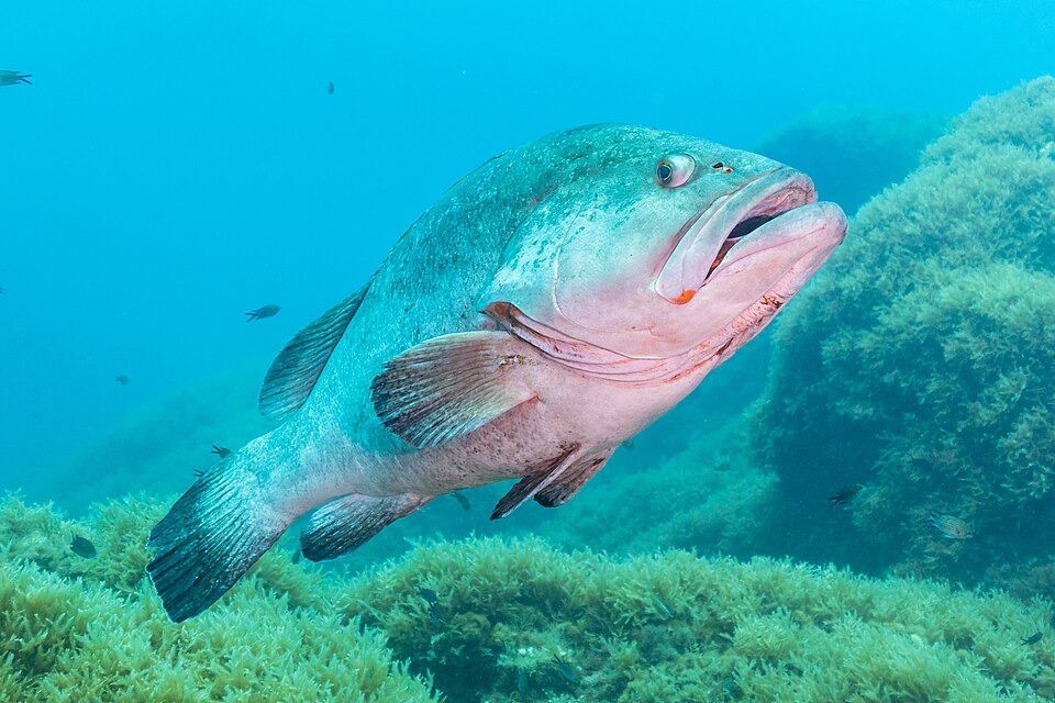 ภาพ ปลากะรังน้ำตาล (Epinephelus marginatus)