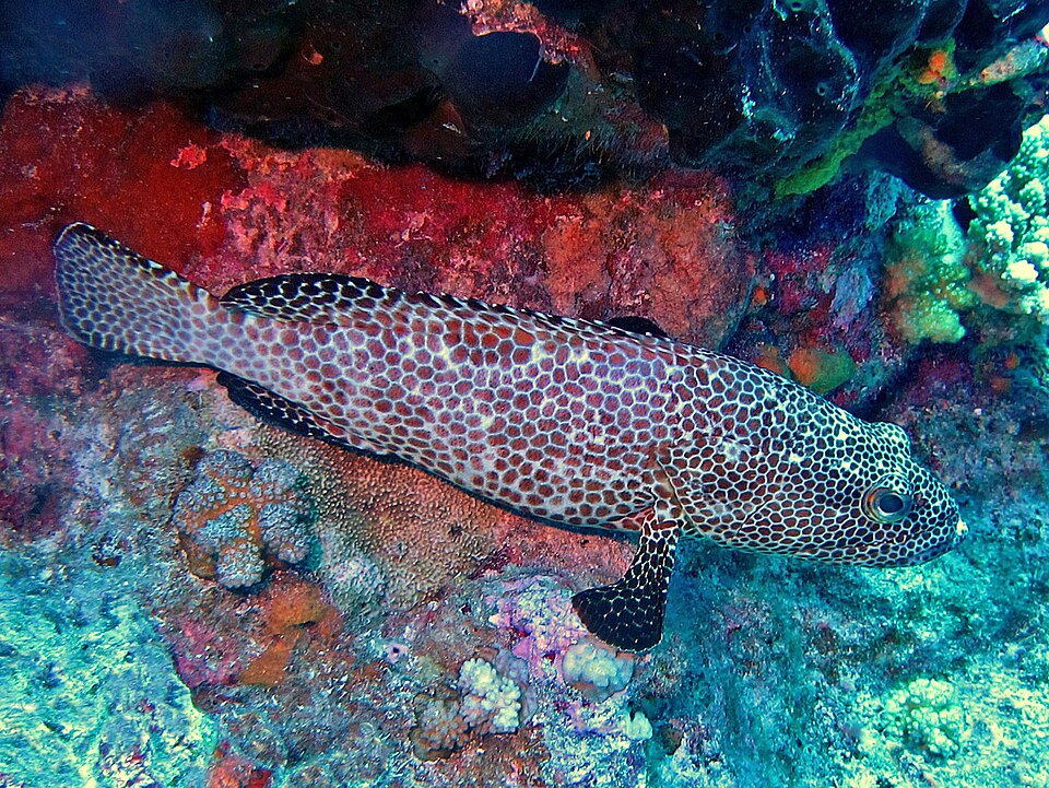 ภาพ ปลากะรัง merra (Epinephelus merra)