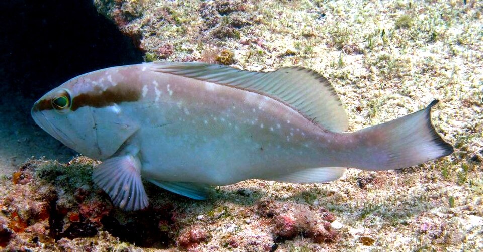 ภาพ ปลากะรังน้ำตาล (Epinephelus morio)