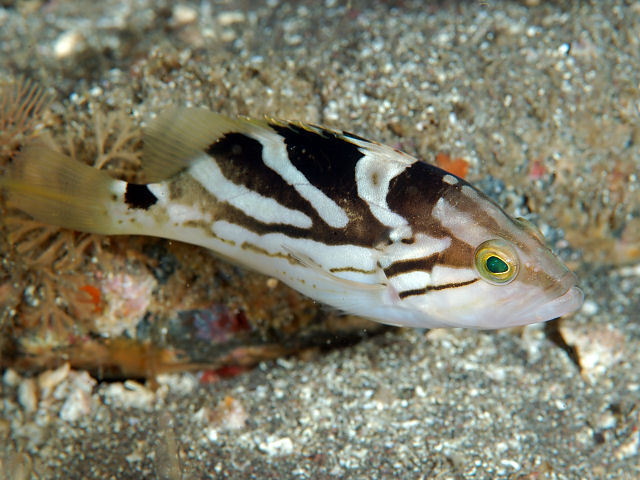 ภาพ ปลากะรังลายด่าง (Epinephelus morrhua)