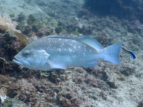 ภาพ ปลากะรังน้ำตาล (Epinephelus multinotatus)