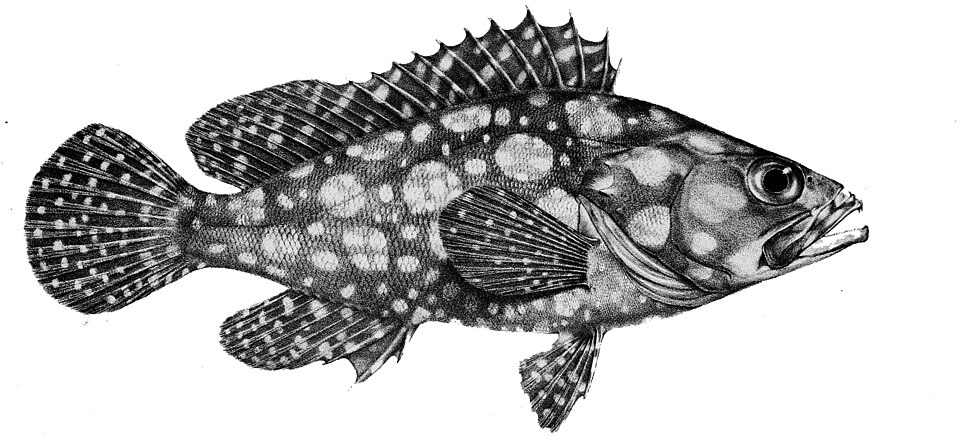 ภาพ ปลากะรังเสือ (Epinephelus ongus)