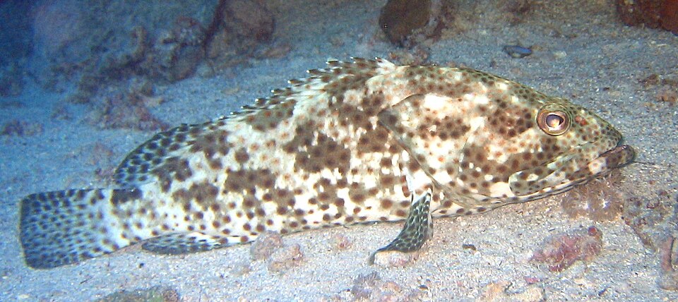 ภาพ ปลากะรังลายพราง (Epinephelus polyphekadion)
