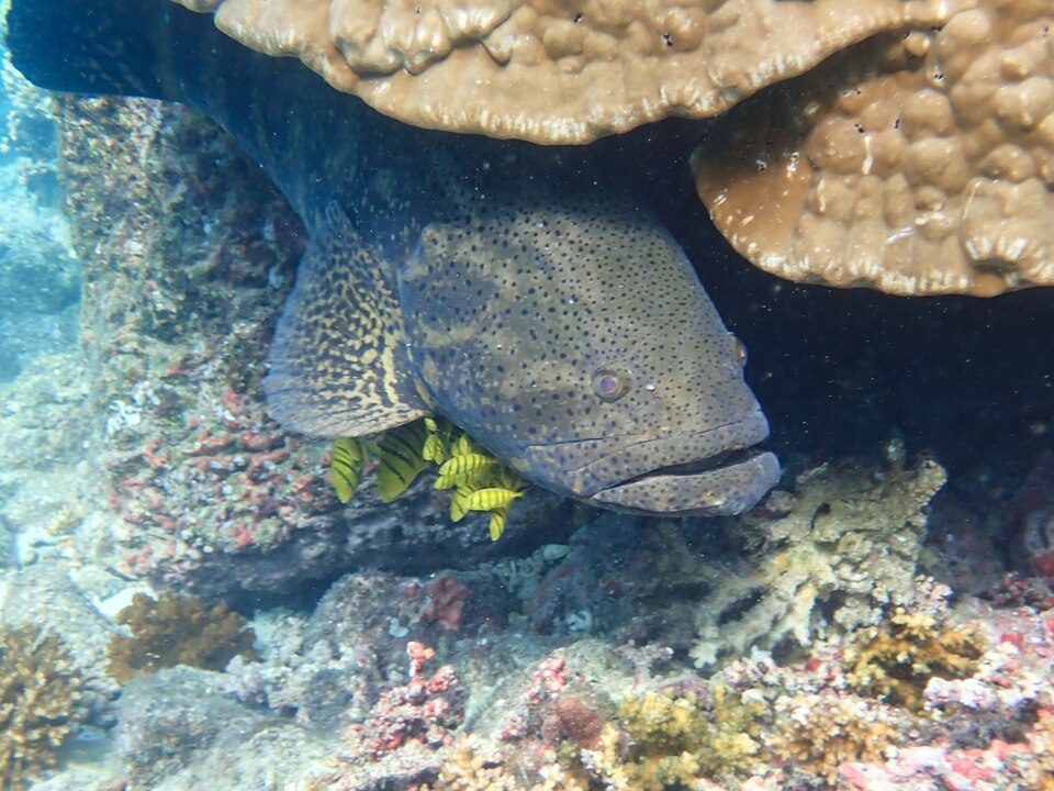 ภาพ ปลากะรังแปซิฟิก (Epinephelus quinquefasciatus)