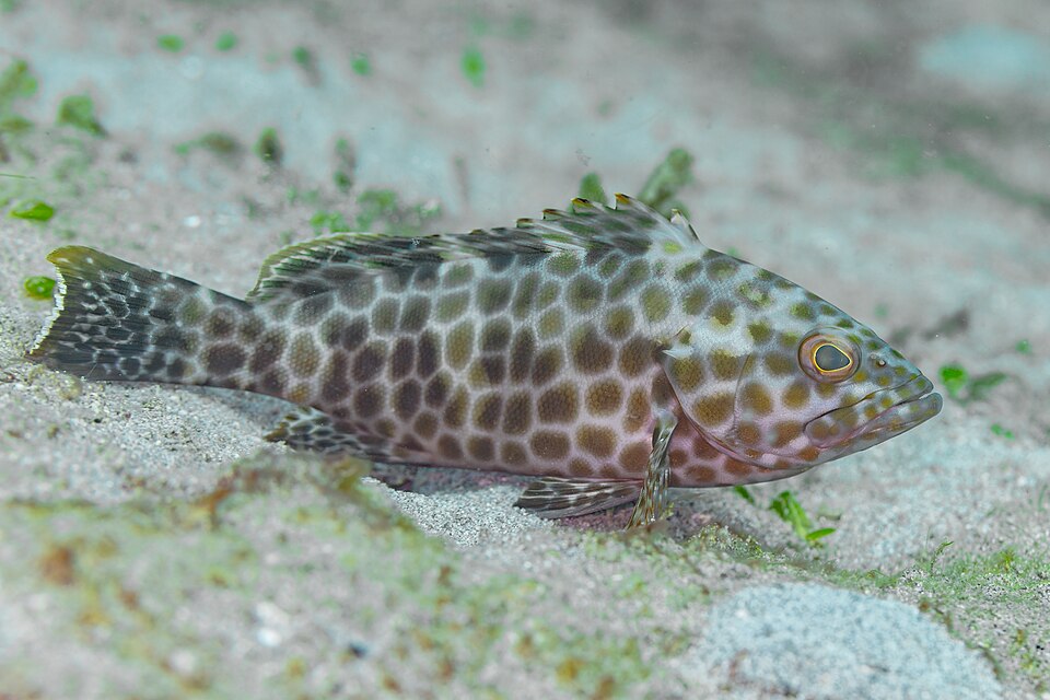 ภาพ ปลากะรังเสือครีบยาว (Epinephelus quoyanus)