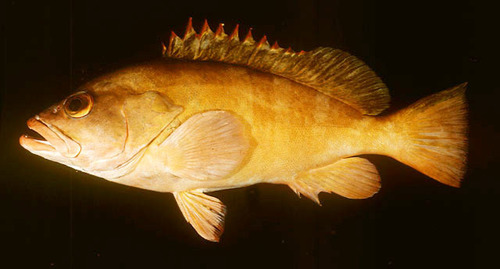 ภาพ ปลากะรัง retouti (Epinephelus retouti)
