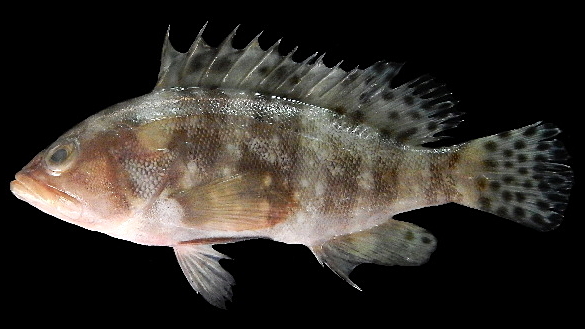 ภาพ ปลากะรังลายหกบั้ง (Epinephelus sexfasciatus)