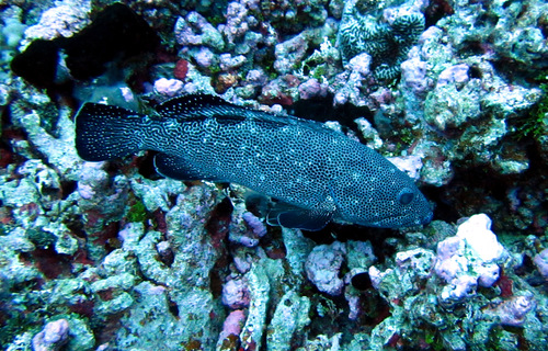 ภาพ ปลากะรัง socialis (Epinephelus socialis)