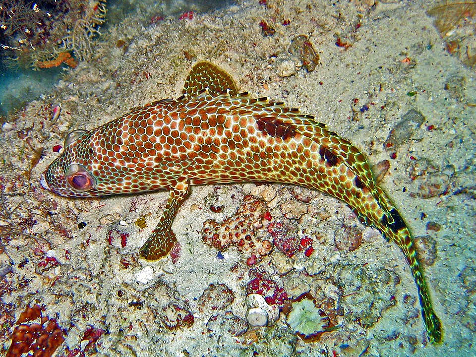 ภาพ ปลากะรังสี่ (Epinephelus spilotoceps)