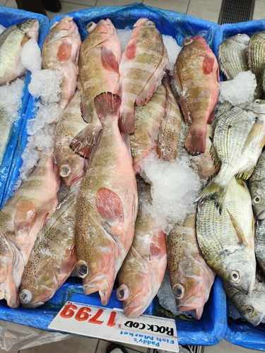ภาพ ปลากะรังดำลายจุด (Epinephelus stictus)
