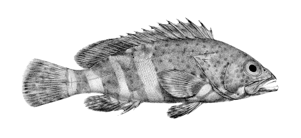 ภาพ ปลากะรัง stoliczkae (Epinephelus stoliczkae)