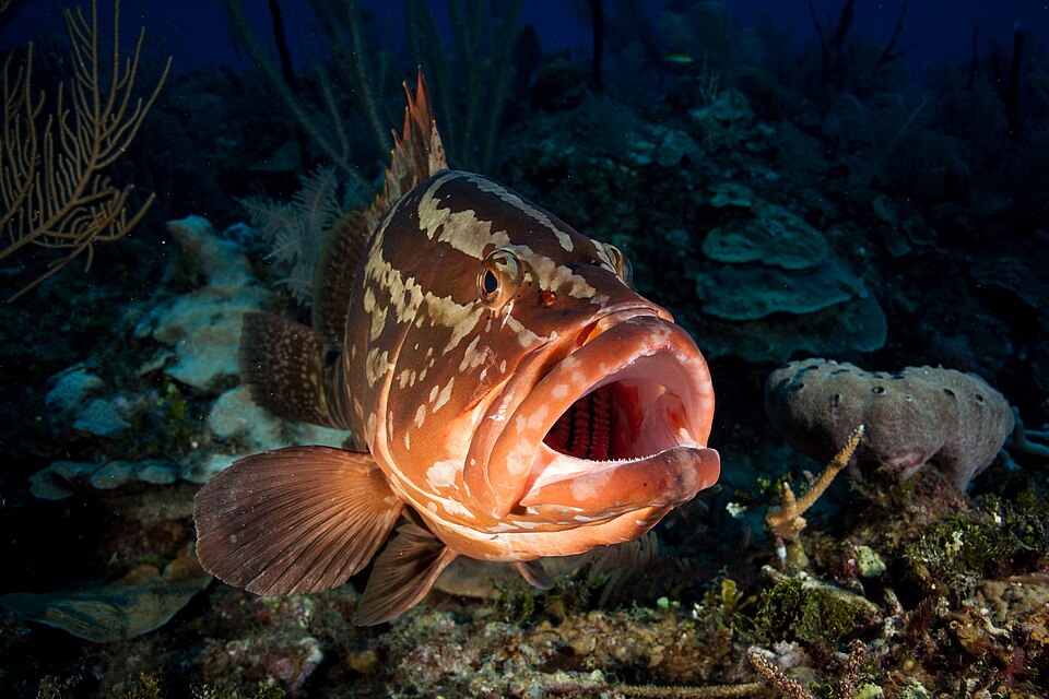 ภาพ ปลากะรัง striatus (Epinephelus striatus)