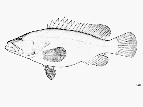 ภาพ ปลากะรัง suborbitalis (Epinephelus suborbitalis)