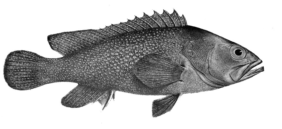 ภาพ ปลากะรัง summana (Epinephelus summana)