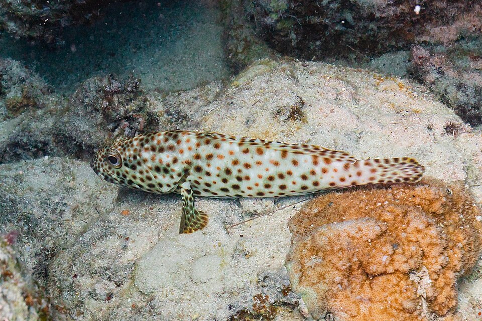 ภาพ ปลากะรังปากแม่น้ำ (Epinephelus tauvina)