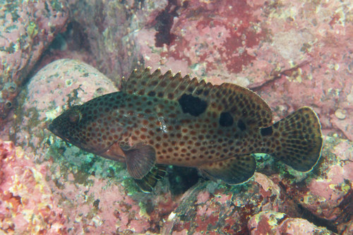 ภาพ ปลากะรังดำอานม้า (Epinephelus trimaculatus)
