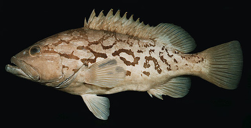 ภาพ ปลากะรัง tuamotuensis (Epinephelus tuamotuensis)