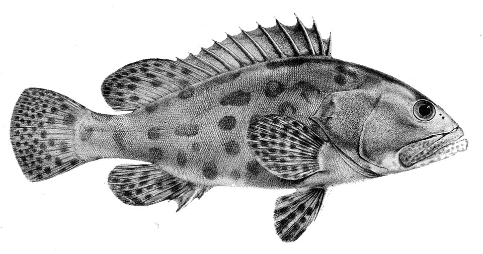 ภาพ ปลากะรังลายตุ๊กแก (Epinephelus tukula)