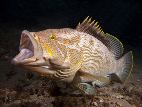 ภาพ ปลากะรัง undulatostriatus (Epinephelus undulatostriatus)