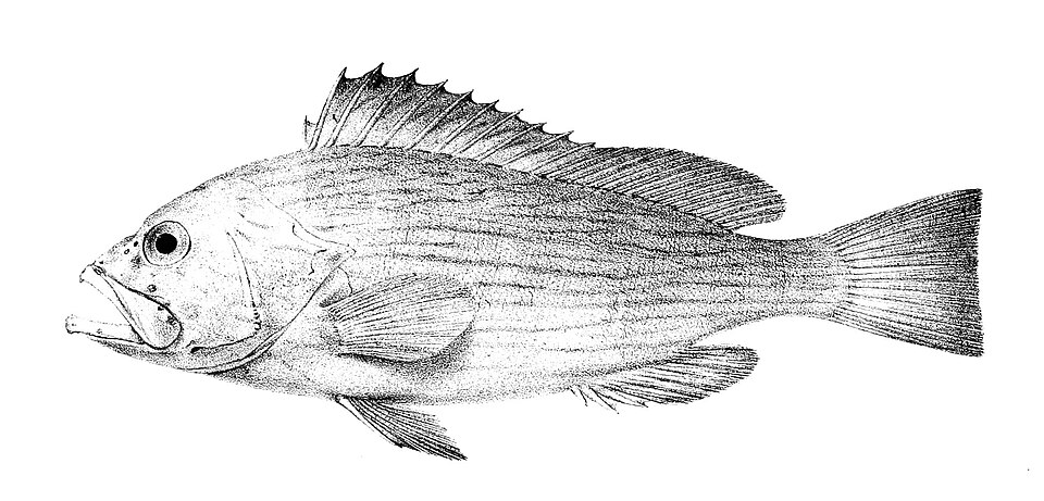 ภาพ ปลากะรังลายคลื่น (Epinephelus undulosus)