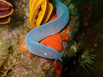 ภาพ ปลา hexatrema (Eptatretus hexatrema)