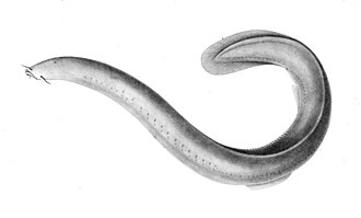 ภาพ ปลา polytrema (Eptatretus polytrema)