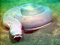 ภาพ ปลา stoutii (Eptatretus stoutii)