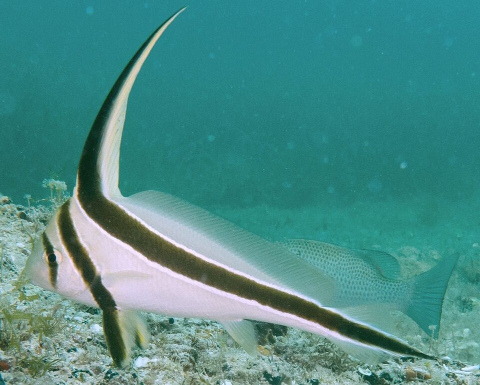 ภาพ ปลาจวดครีบสูงลายขีด (Equetus lanceolatus)