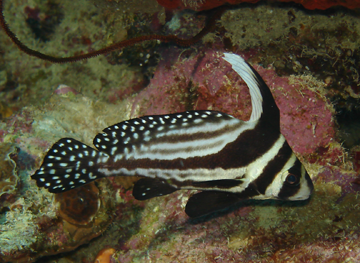 ภาพ ปลาจวดครีบสูง punctatus (Equetus punctatus)
