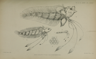 ภาพ ปลา kleinenbergi (Eretmophorus kleinenbergi)
