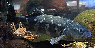 ภาพ ปลา zonifer (Erilepis zonifer)