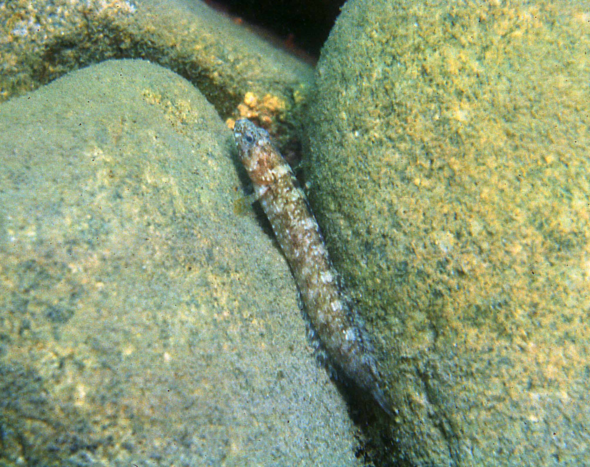 ภาพ ปลา zhirmunskii (Ernogrammus zhirmunskii)
