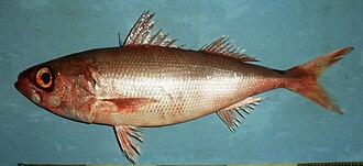 ภาพ ปลา schlegelii (Erythrocles schlegelii)